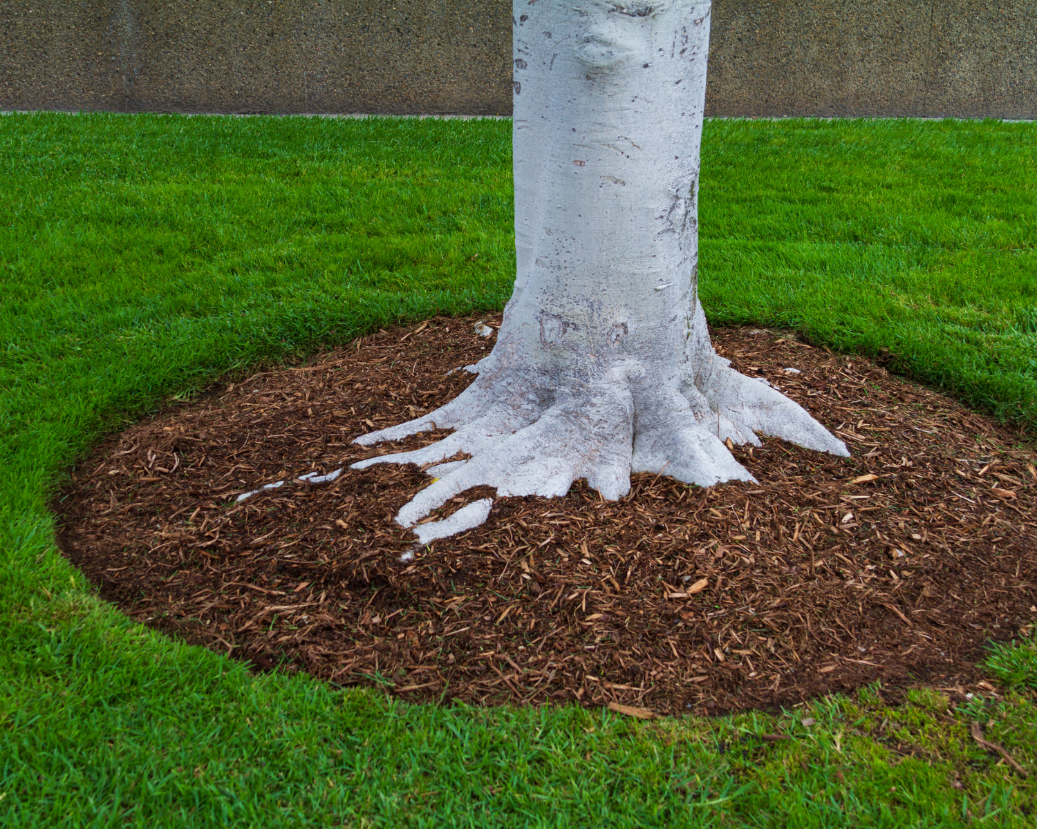 Tree Service Tree Service